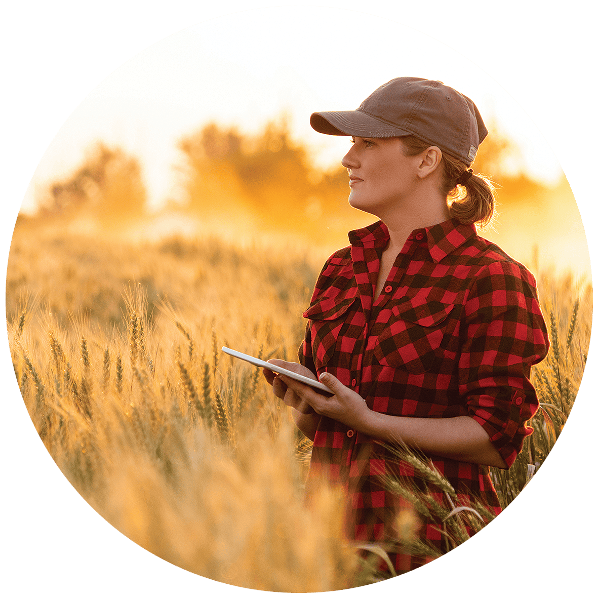 Woman in Wheat Field Holding a Tablet